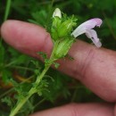 Pedicularis sylvatica L. subsp. sylvaticaPedicularis sylvatica L. subsp. sylvatica