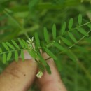Vicia hirsuta (L.) GrayVicia hirsuta (L.) Gray