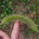 Setaria faberi Herm.Setaria faberi Herm.