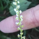 Sesamoides purpurascens (L.) G. LópezSesamoides purpurascens (L.) G. López