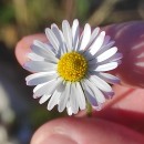 Bellis perennis L.Bellis perennis L.