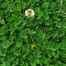 Trifolium occidentale CoombeTrifolium occidentale Coombe