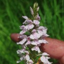 Dactylorhiza maculata (L.) SóoDactylorhiza maculata (L.) Sóo