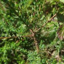 Genista berberidea LangeGenista berberidea Lange
