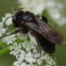 Andrena sp. Fabricius, 1775Andrena sp. Fabricius, 1775