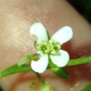 Cardamine hirsuta L.Cardamine hirsuta L.