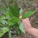 Laurus nobilis L.Laurus nobilis L.