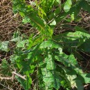 Lactuca virosa L. var. cruenta .Lactuca virosa L. var. cruenta .