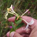 Lonicera periclymenum L. subsp. periclymenumLonicera periclymenum L. subsp. periclymenum