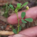 Medicago polymorpha L.Medicago polymorpha L.