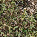 Genista tridentata L. subsp. cantabrica (Spach) NymanGenista tridentata L. subsp. cantabrica (Spach) Nyman