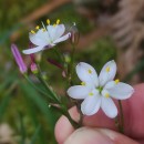 Simethis mattiazzii (Vand.) Sacc.Simethis mattiazzii (Vand.) Sacc.