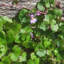 Cymbalaria muralis P. Gaertn., B. Mey. & Scherb.Cymbalaria muralis P. Gaertn., B. Mey. & Scherb.