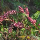Persicaria lapathifolia (L.) Gray subsp. lapathifoliaPersicaria lapathifolia (L.) Gray subsp. lapathifolia