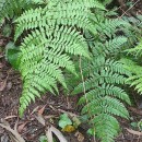 Dryopteris guanchica Gibby & JermyDryopteris guanchica Gibby & Jermy