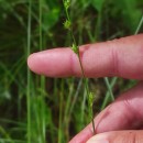 Carex divulsa  StokesCarex divulsa  Stokes