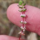 Illecebrum verticillatum L.Illecebrum verticillatum L.