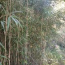 Pseudosasa japonica (Siebold & Zucc. ex Steud.) Makino ex Nakai 1925Pseudosasa japonica (Siebold & Zucc. ex Steud.) Makino ex Nakai 1925