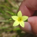Centaurium maritimum (L.) FritschCentaurium maritimum (L.) Fritsch