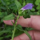 Echium rosulatum LangeEchium rosulatum Lange