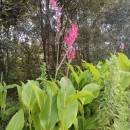 Canna indica L.Canna indica L.