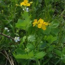 Chelidonium majus L.Chelidonium majus L.