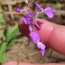 Linaria elegans Cav.Linaria elegans Cav.