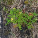 Tripleurospermum maritimum (L.) KochTripleurospermum maritimum (L.) Koch