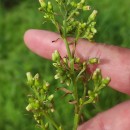 Erigeron floribundus (Kunth) Sch.Bip.Erigeron floribundus (Kunth) Sch.Bip.