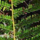 Dryopteris affinis - Grupo (Lowe) Fraser-JenkinsDryopteris affinis - Grupo (Lowe) Fraser-Jenkins