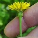 Hypochaeris radicata L.Hypochaeris radicata L.