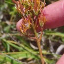 Narthecium ossifragum (L.) Huds.Narthecium ossifragum (L.) Huds.