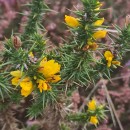 Ulex gallii Panch. subsp. breoganii (Castrov. & Valdés Berm.) Rivas Mart., T.E. Díaz, Fern. Prieto, Loidi & PenasUlex gallii Panch. subsp. breoganii (Castrov. & Valdés Berm.) Rivas Mart., T.E. Díaz, Fern. Prieto, Loidi & Penas