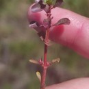 Lythrum portula (L.) D.A. WebbLythrum portula (L.) D.A. Webb