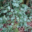 Ilex aquifolium L.Ilex aquifolium L.