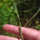 Glyceria fluitans (L.) R. Br.Glyceria fluitans (L.) R. Br.