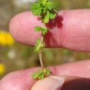 Aphanes arvensis L.Aphanes arvensis L.