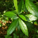 Laurus nobilis L.Laurus nobilis L.