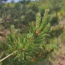 Pinus sylvestris L.Pinus sylvestris L.