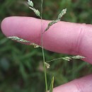 Poa annua L.Poa annua L.