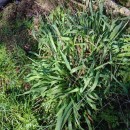 Anthoxanthum amarum Brot.Anthoxanthum amarum Brot.