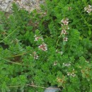 Lysimachia maritima (L.) Galasso, Banfi & SoldanoLysimachia maritima (L.) Galasso, Banfi & Soldano