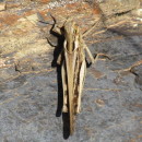 Locusta migratoria (Linnaeus, 1758)Locusta migratoria (Linnaeus, 1758)