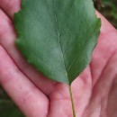 Alnus lusitanica Vít, Douda & MandákAlnus lusitanica Vít, Douda & Mandák