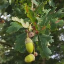 Quercus robur L.Quercus robur L.