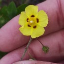 Tuberaria guttata (L.) Fourr.Tuberaria guttata (L.) Fourr.