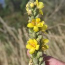 Verbascum thapsus L.Verbascum thapsus L.