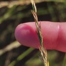 Molinia caerulea (L.) MoenchMolinia caerulea (L.) Moench
