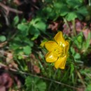Ranunculus ollissiponensis  Pers.Ranunculus ollissiponensis  Pers.