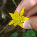 Ficaria verna Huds.Ficaria verna Huds.